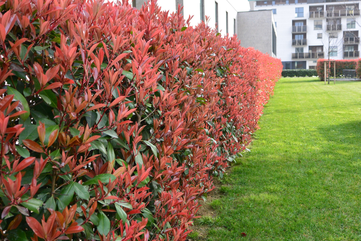 Siepe di Photinia con foglie rosse e verdi lungo un prato, dettaglio della nuova vegetazione ornamentale primaverile.