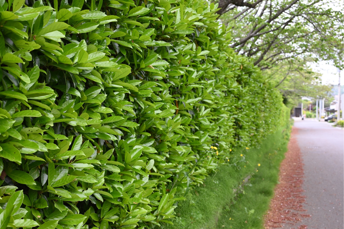 Dettaglio ravvicinato di siepe sempreverde con foglie verdi lucide e fitte lungo un viale, utilizzata come schermatura compatta in ambiente urbano.