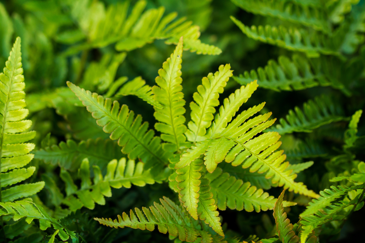 Felci da giardino sempreverdi: le migliori specie per copertura tutto l’anno