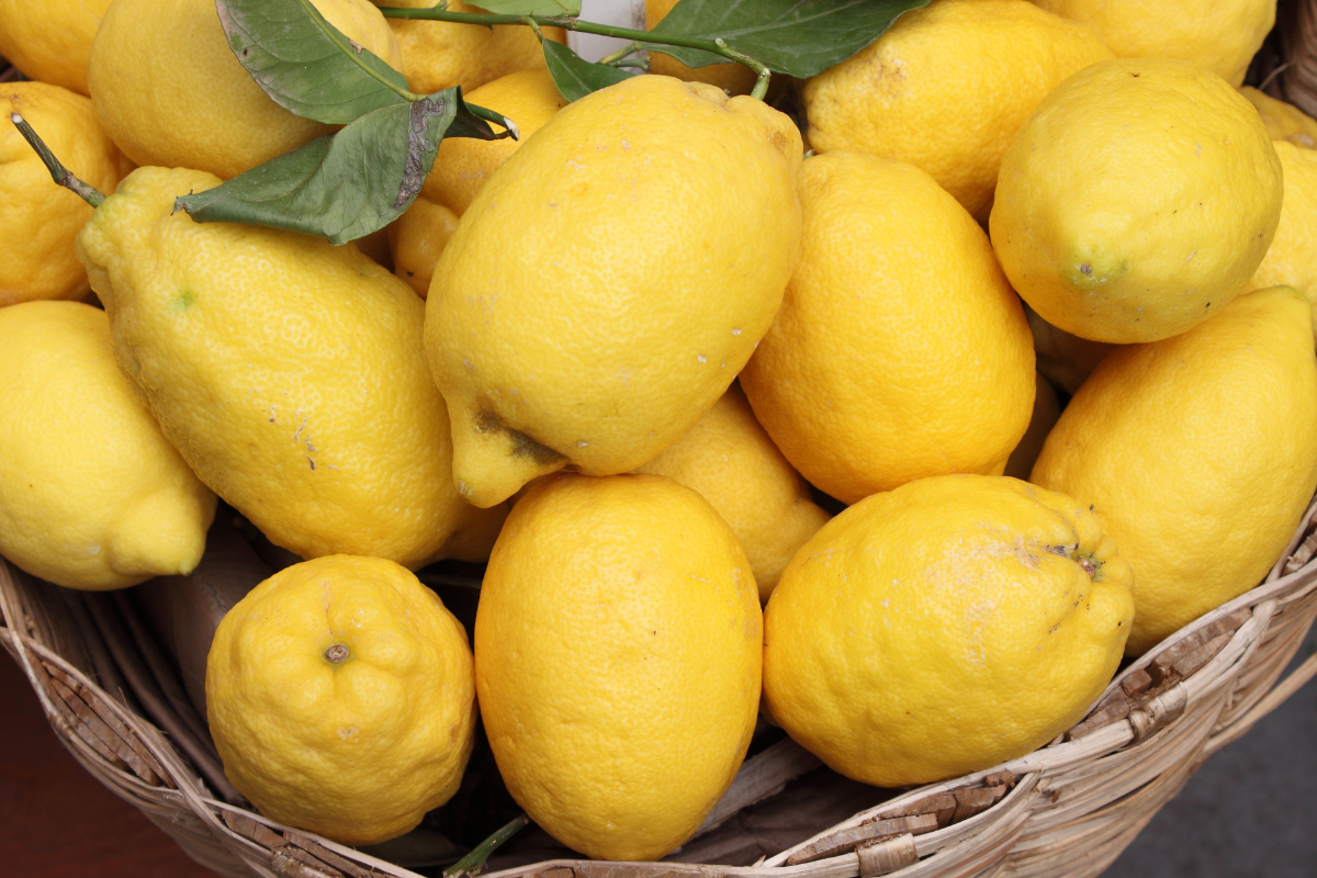 Carrubbaro o Lunario? Come scegliere tra i due limoni più produttivi tra gli agrumi
