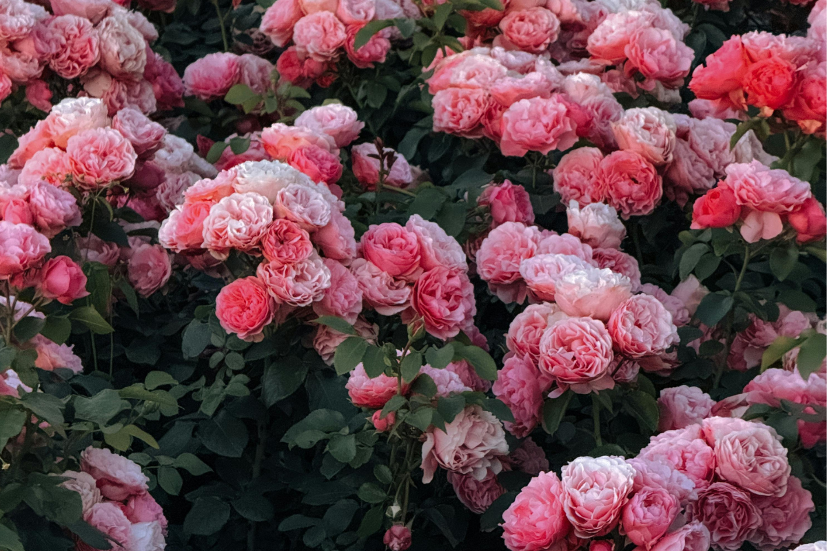 Rose per bordure: floribunda o paesaggistiche? Confronto pratico per una fioritura continua
