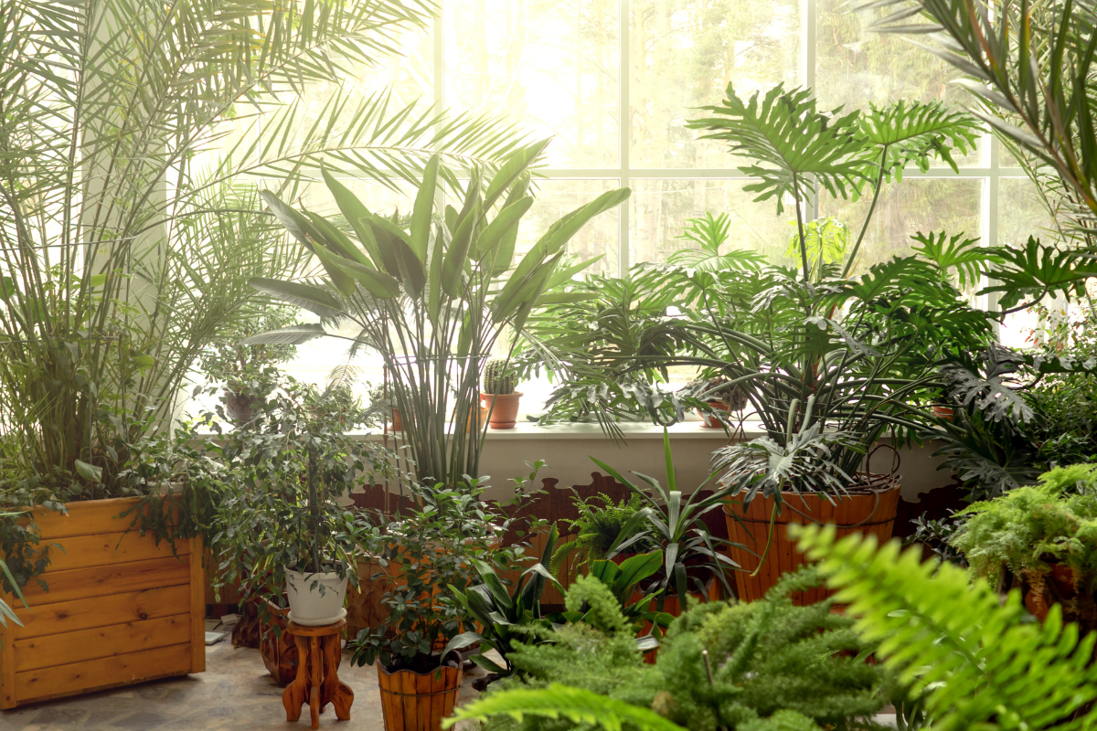 Piante facili effetto jungla: piante scenografiche senza alta manutenzione