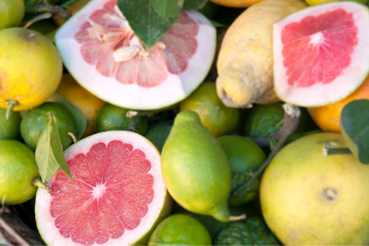 Pompelmo rosa o giallo? Gusto, cura e resa in vaso degli agrumi