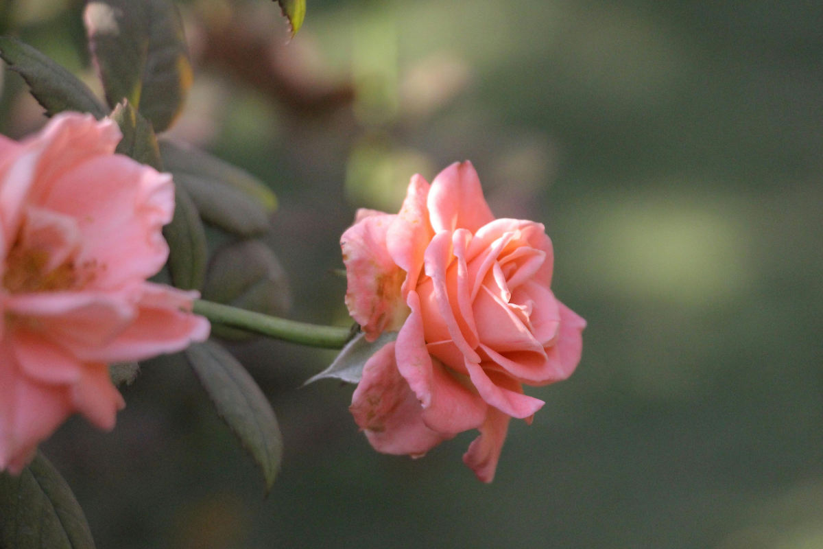Afidi sulle rose: rimedi efficaci e prevenzione passo dopo passo