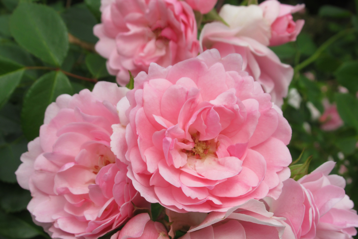 Concimare le rose: quando farlo e quale concime usare per avere più fiori
