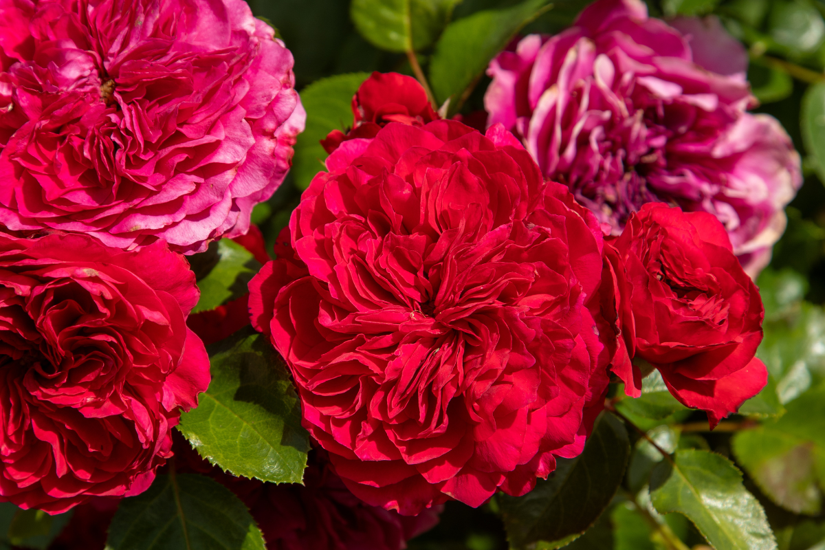 David Austin vs rose moderne: quando scegliere davvero lo “stile English”