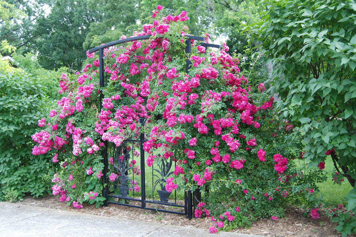 Rose rampicanti rosa che ricoprono un cancello in ferro in giardino.