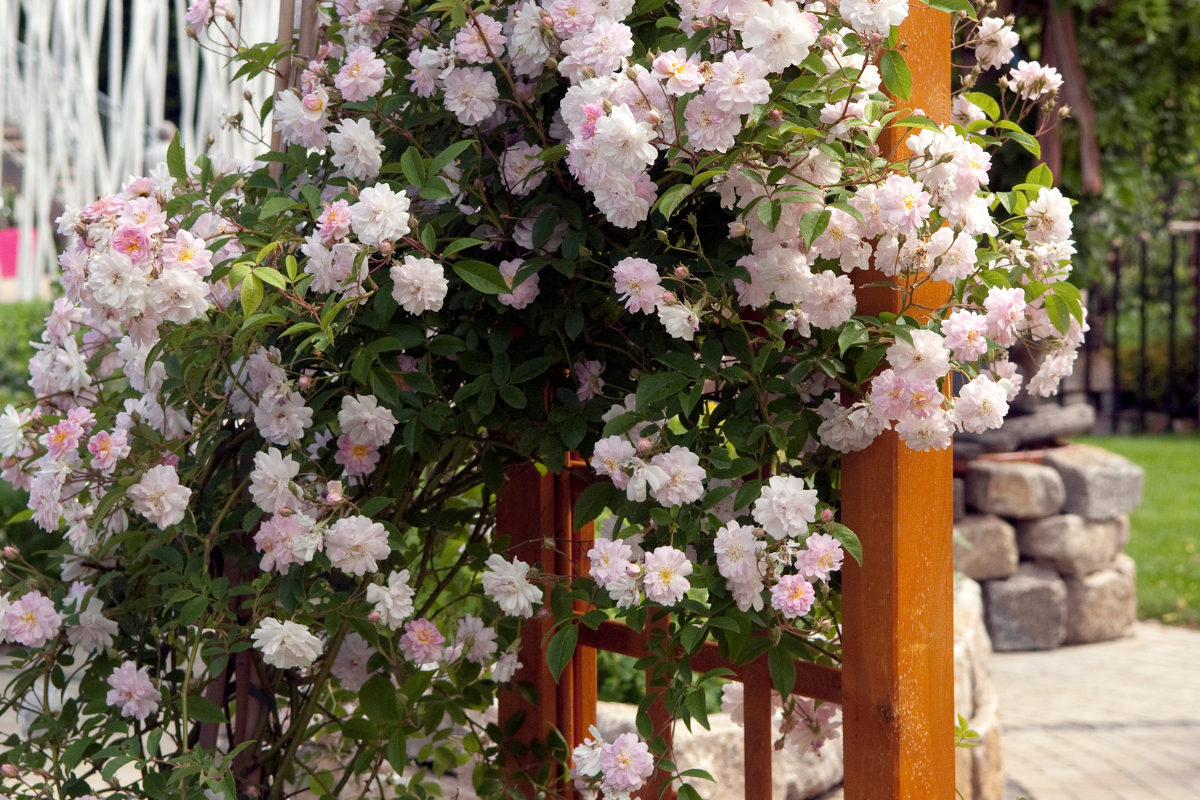 Rosa rampicante con piccoli fiori rosa chiaro che ricopre una struttura in legno in giardino.