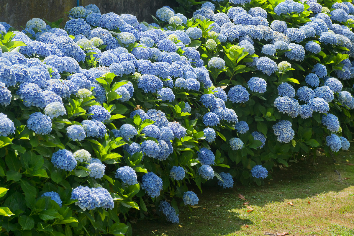 Ortensie blu in fiore coltivate in giardino.