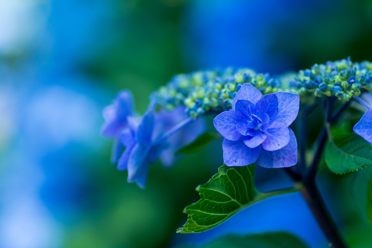 Fiore di ortensia blu in primo piano.