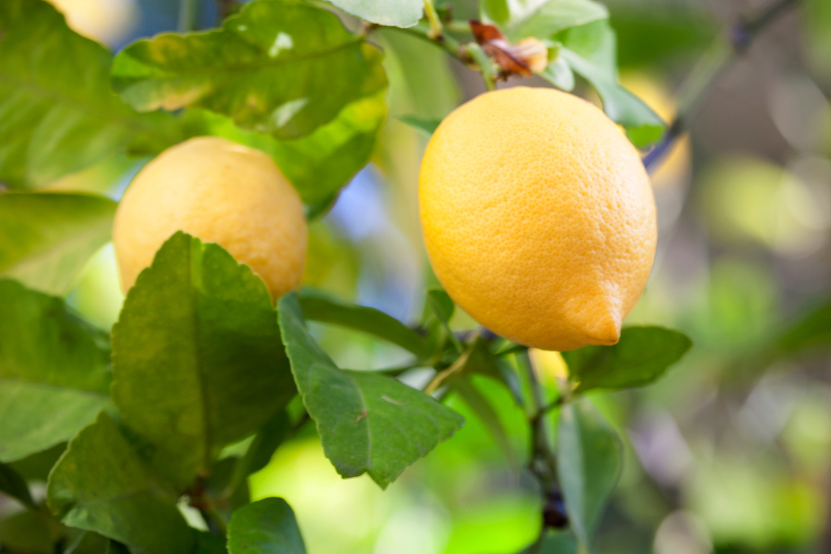 Limone Lunario vs Meyer: quale scegliere per balcone e poca manutenzione?