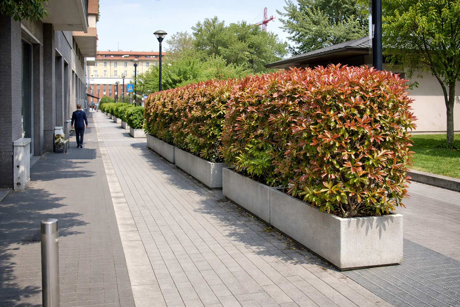 Siepe di Photinia in grandi fioriere da esterno lungo un marciapiede urbano, utilizzata come separazione verde in contesto commerciale.