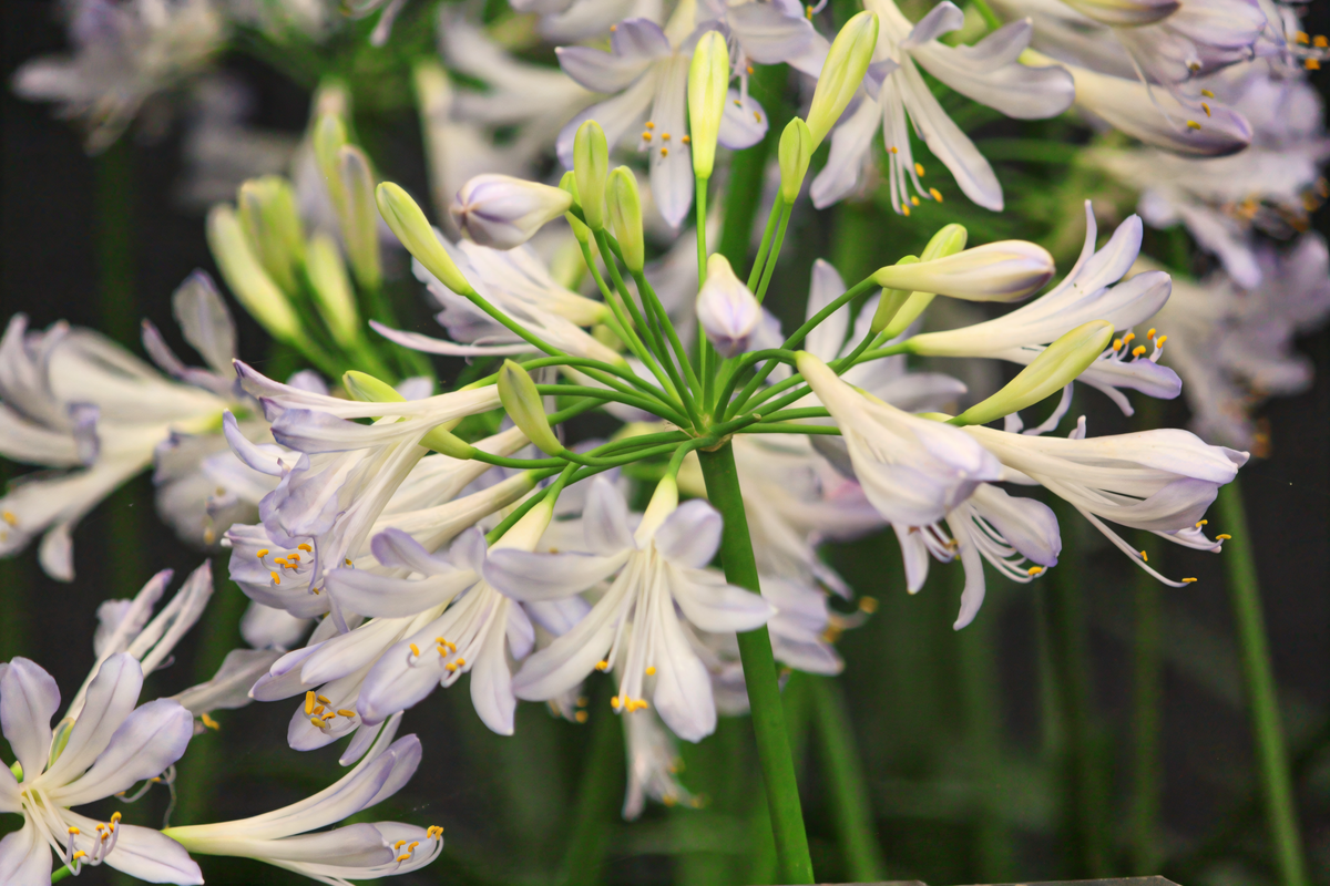 Agapanthus 'Phantom' in fioritura, giglio africano nel giardino mediterraneo