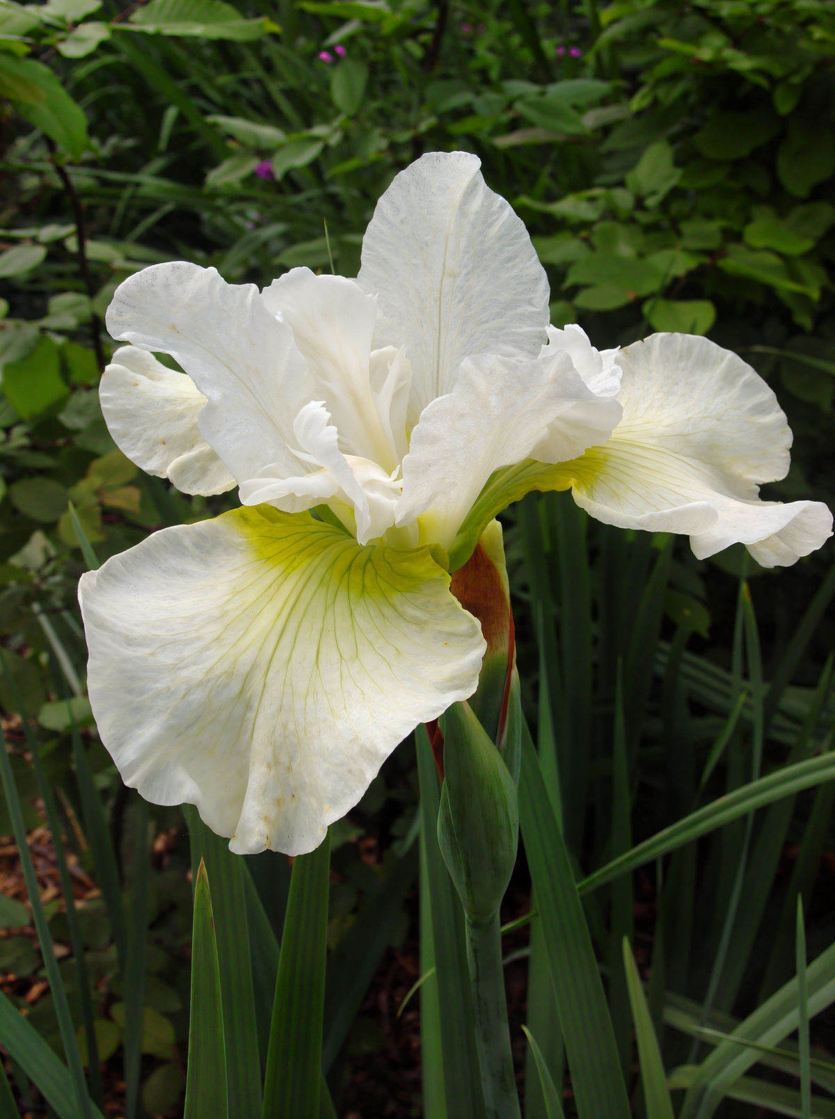 Iris sibirica Harpswell Happiness fiorito con petali bianchi e macchie gialle in un giardino acquatico