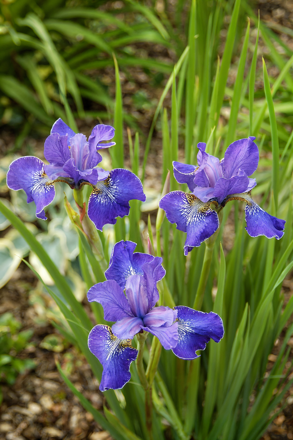Iris sibirica 'Ever Again' fiori doppi blu-violetto in un bordo acquatico