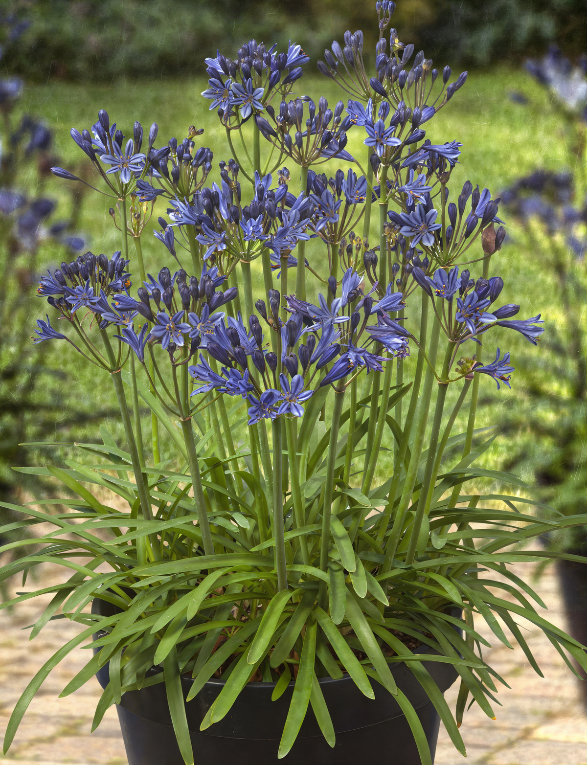 Agapanthus 'Large Blue' con grandi fiori blu in un giardino mediterraneo