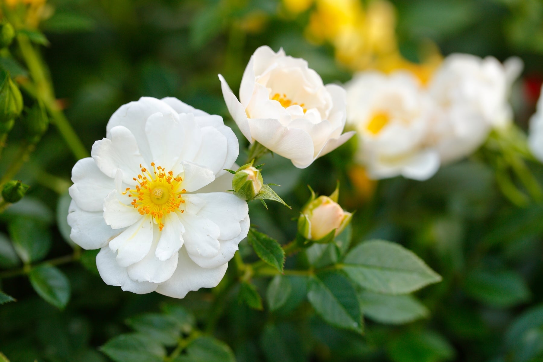 Rose bianche e crema