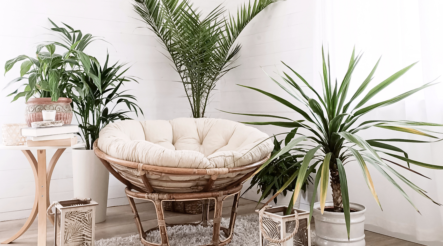 Piante per stile boho e tropical chic