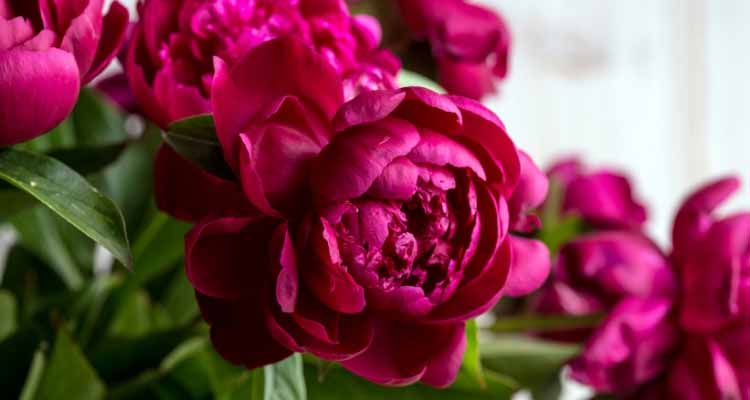Piante per piccole e grandi fioriere