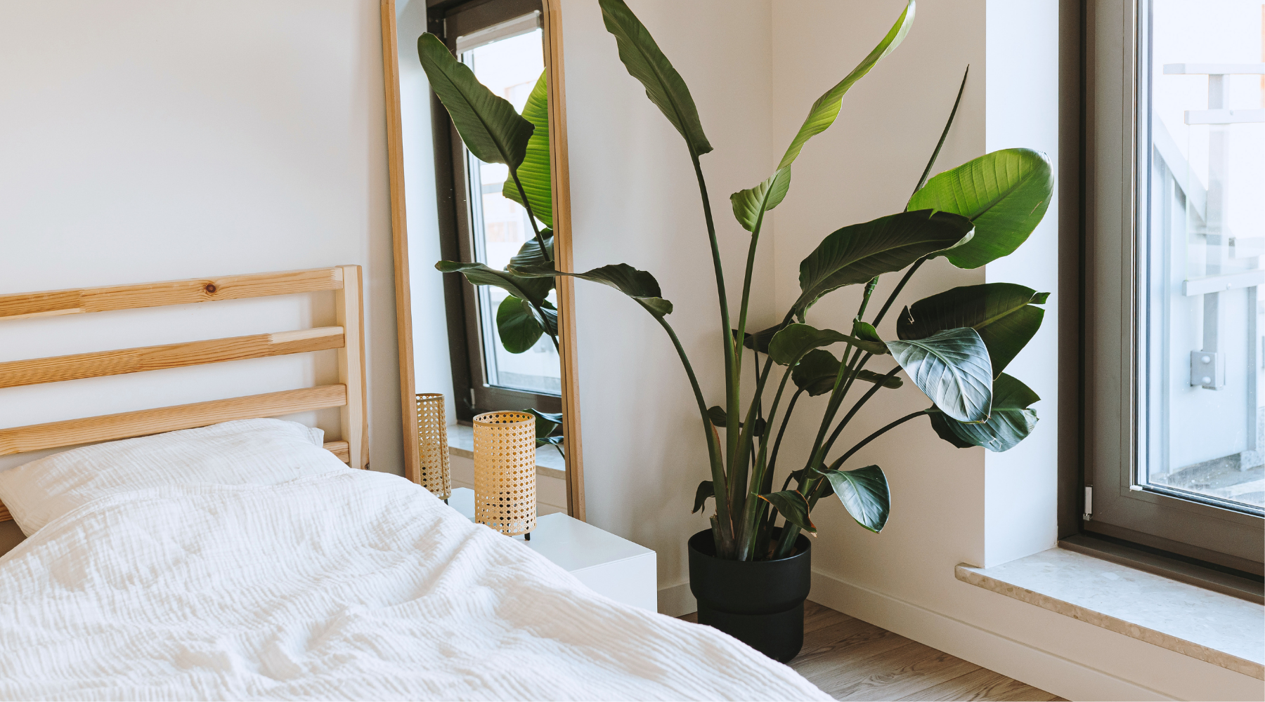Piante slanciate da interno