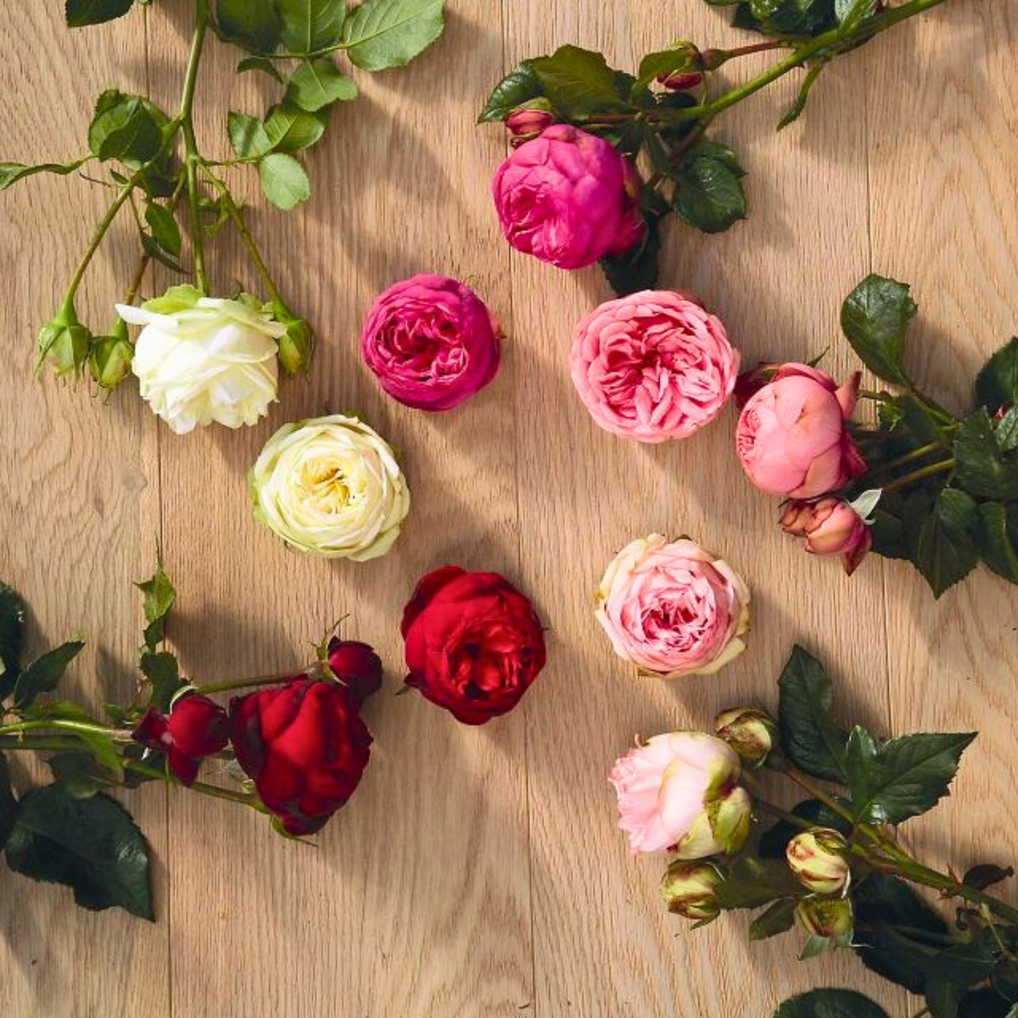 Rose nostalgiche, rose inglesi e antiche