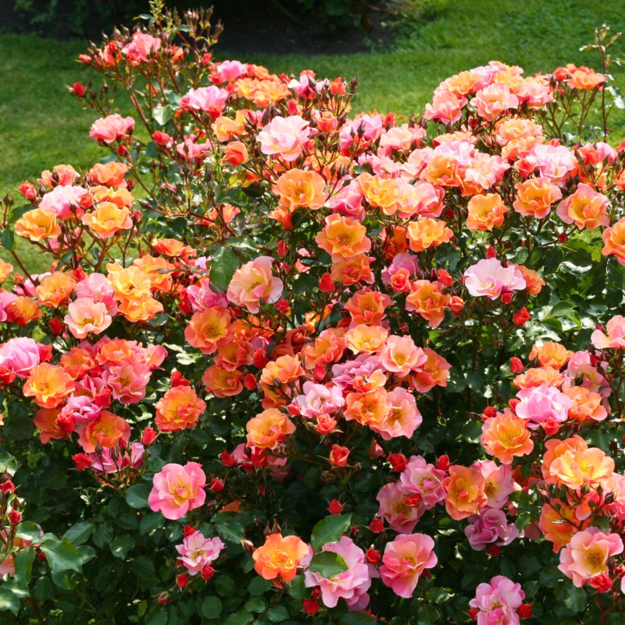 Rose arancioni