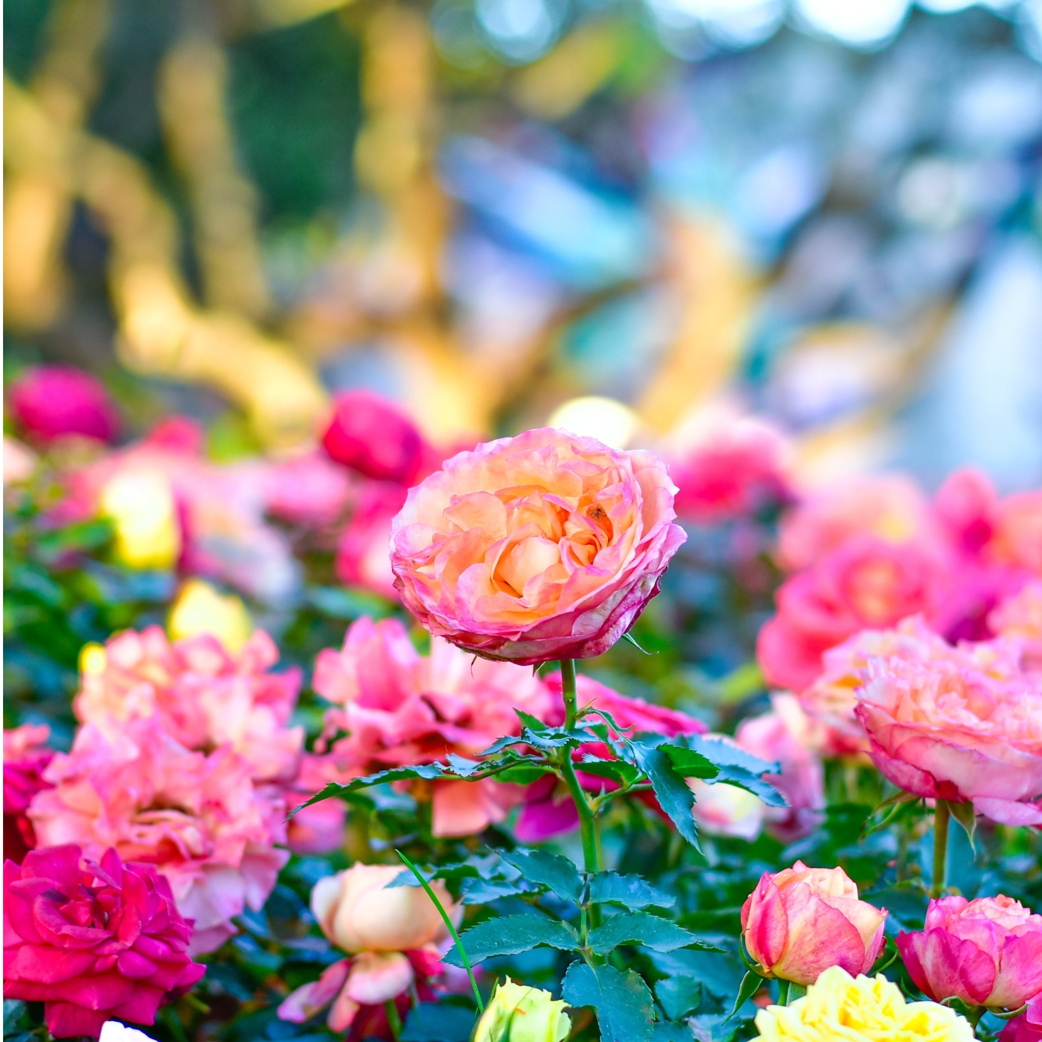 Rose a fiore grande