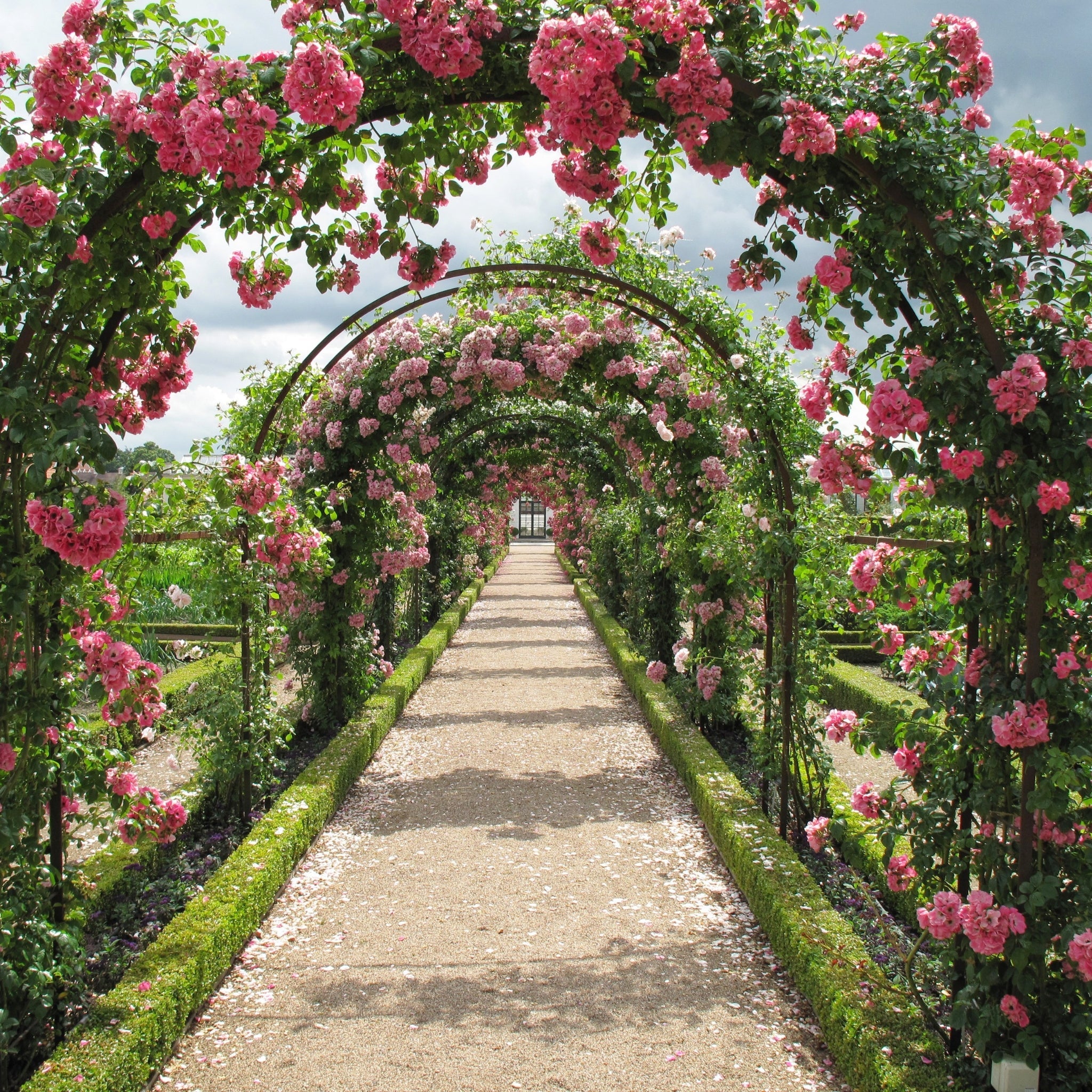 Rose rampicanti
