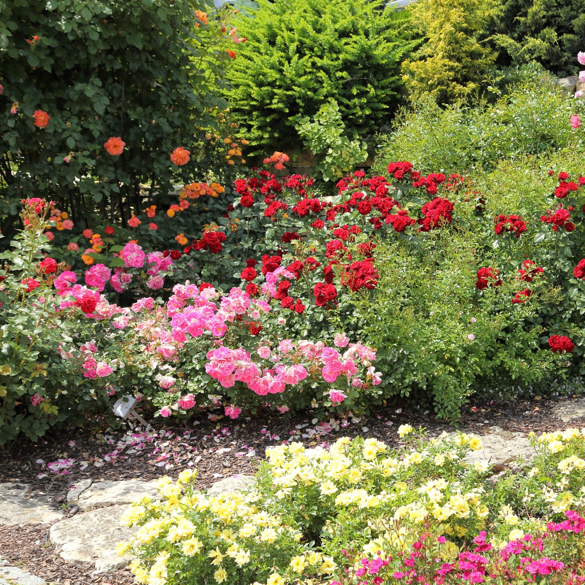 Piante di rosa con profumo ben distinguibile, ma non invadente