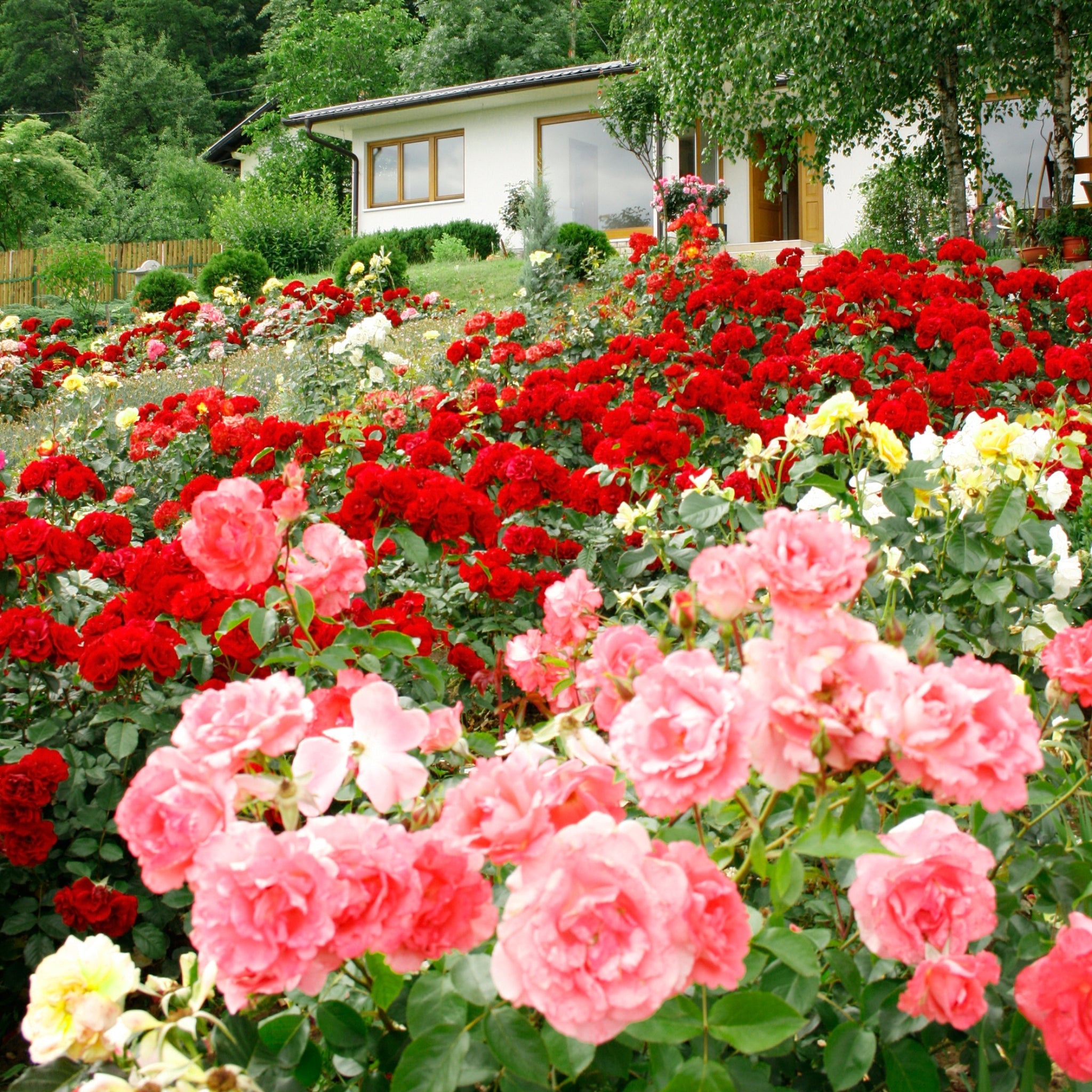 Piante di rosa con profumo leggero, percepibile da vicino