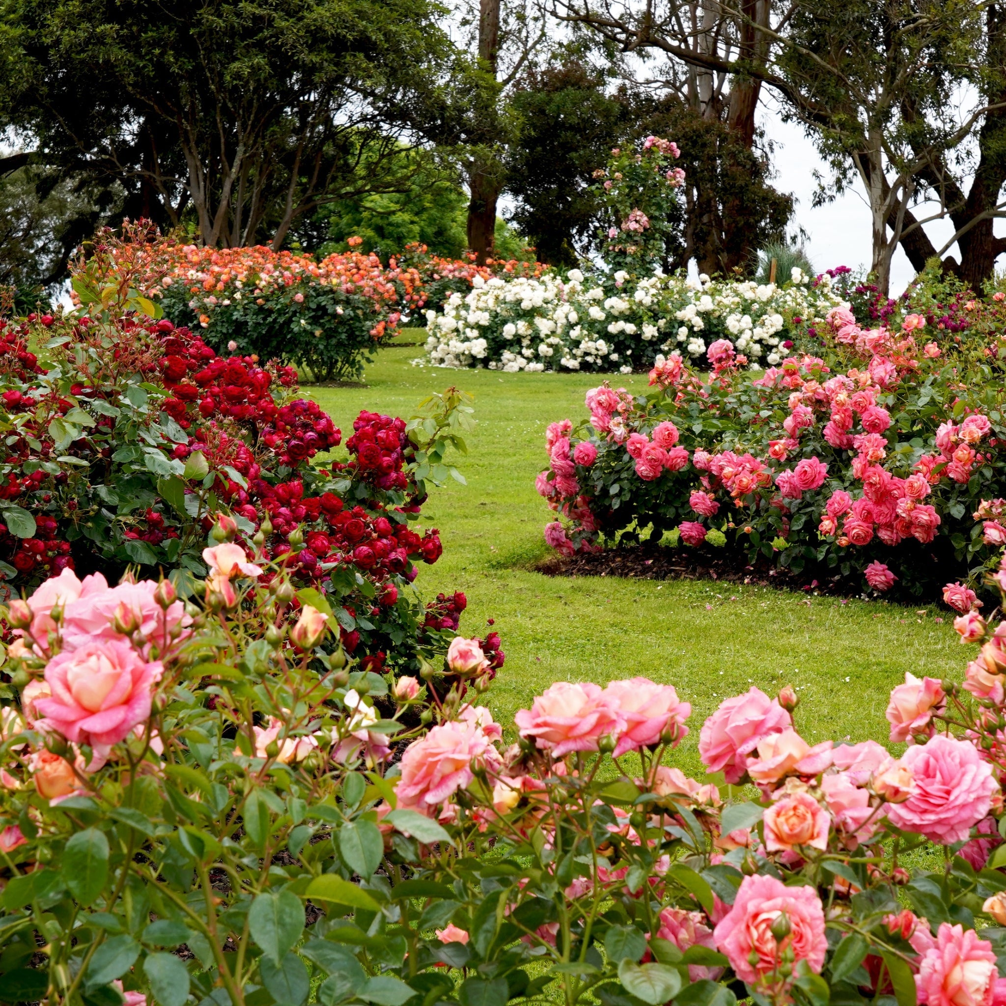 Piante di rosa con nessun profumo percepibile