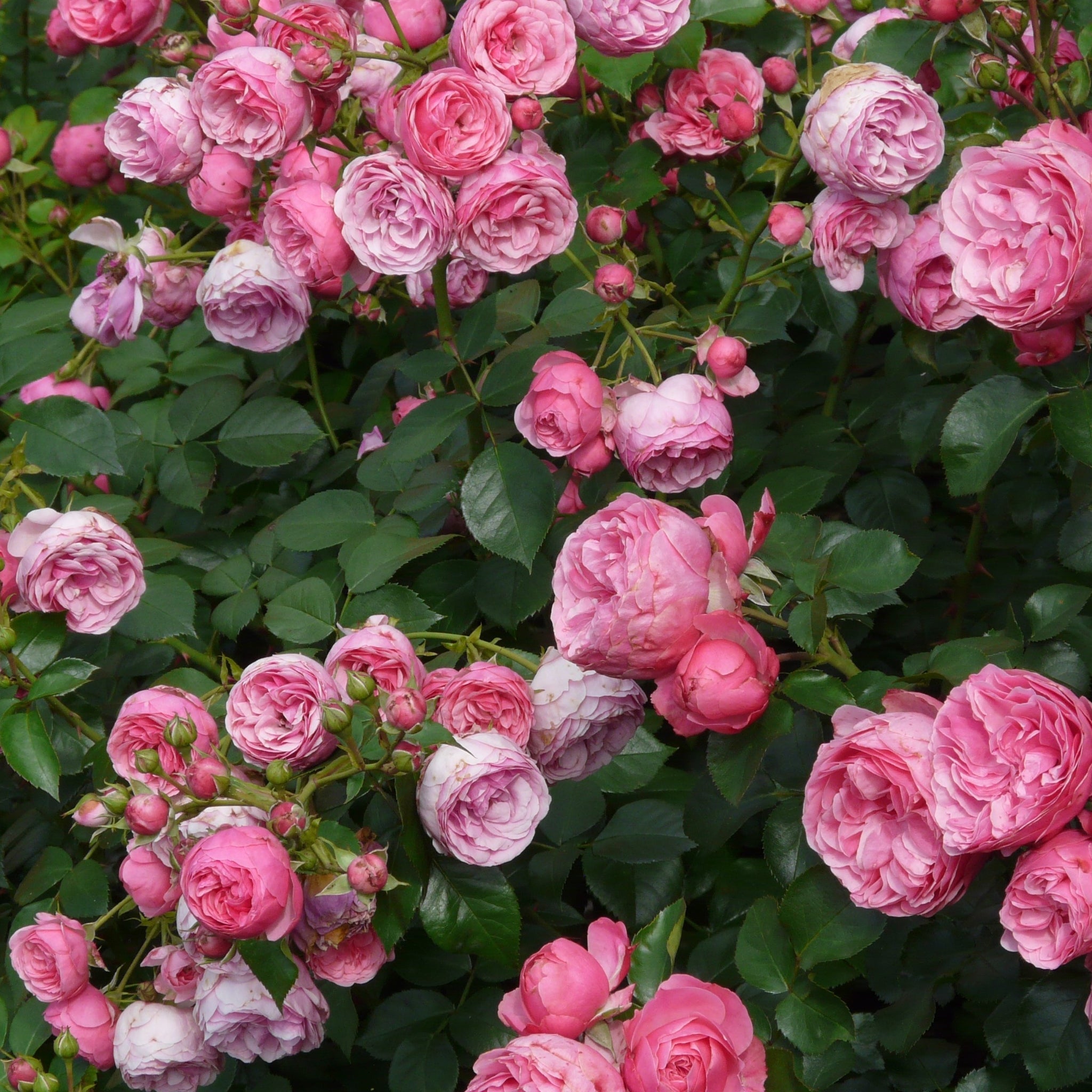 Rose rosa