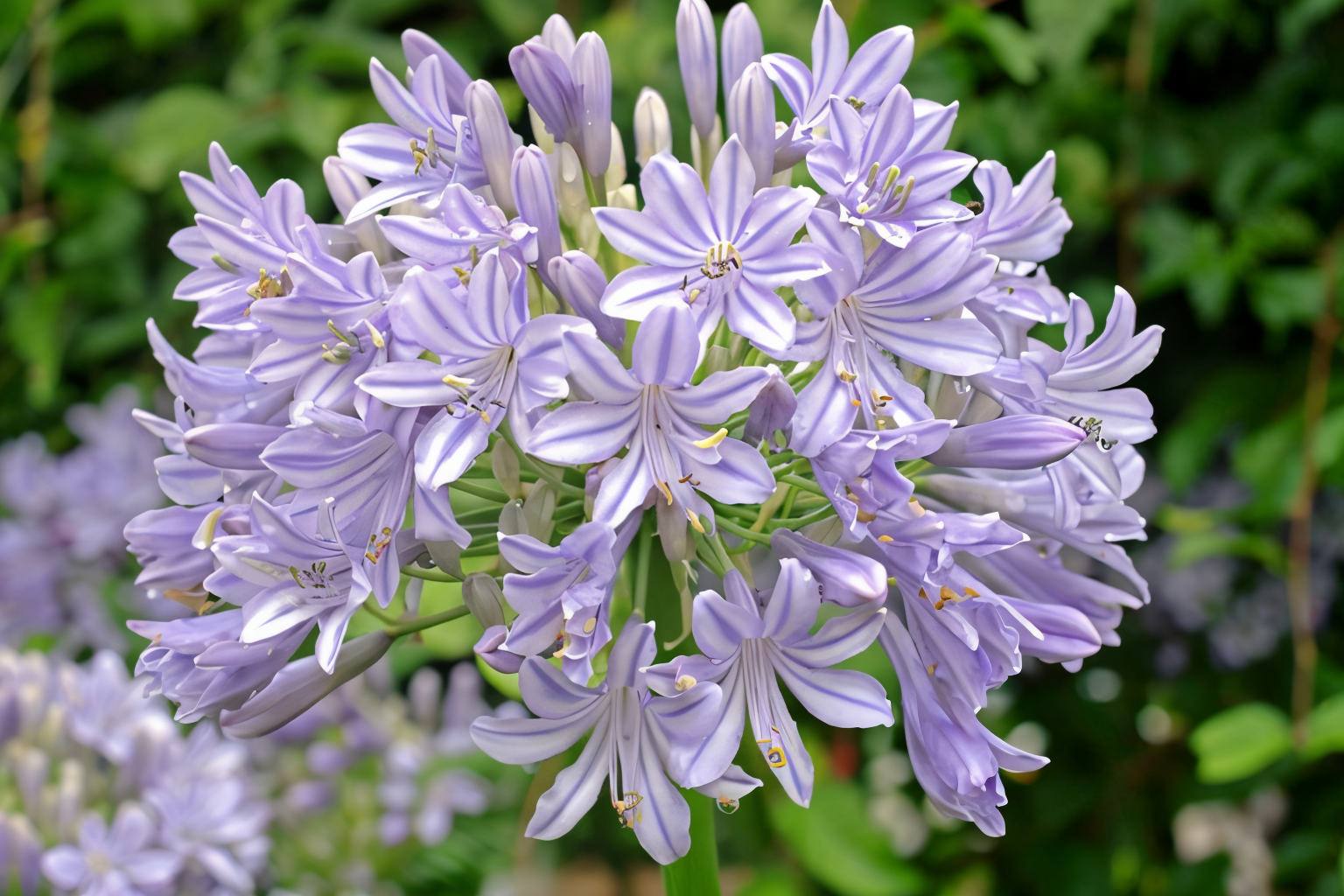 Piante perenni