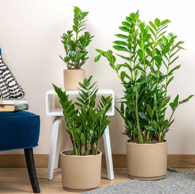 Piante da interno