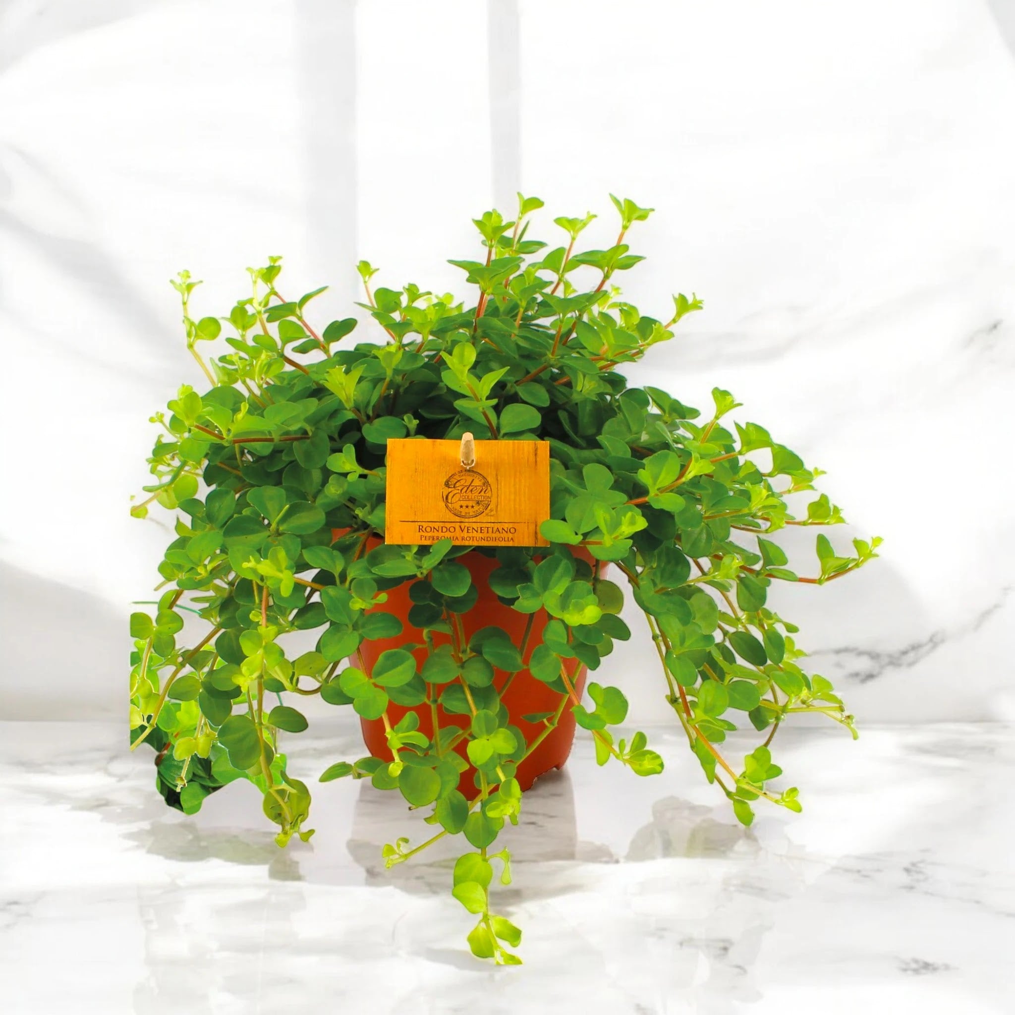 Peperomia rotundifolia