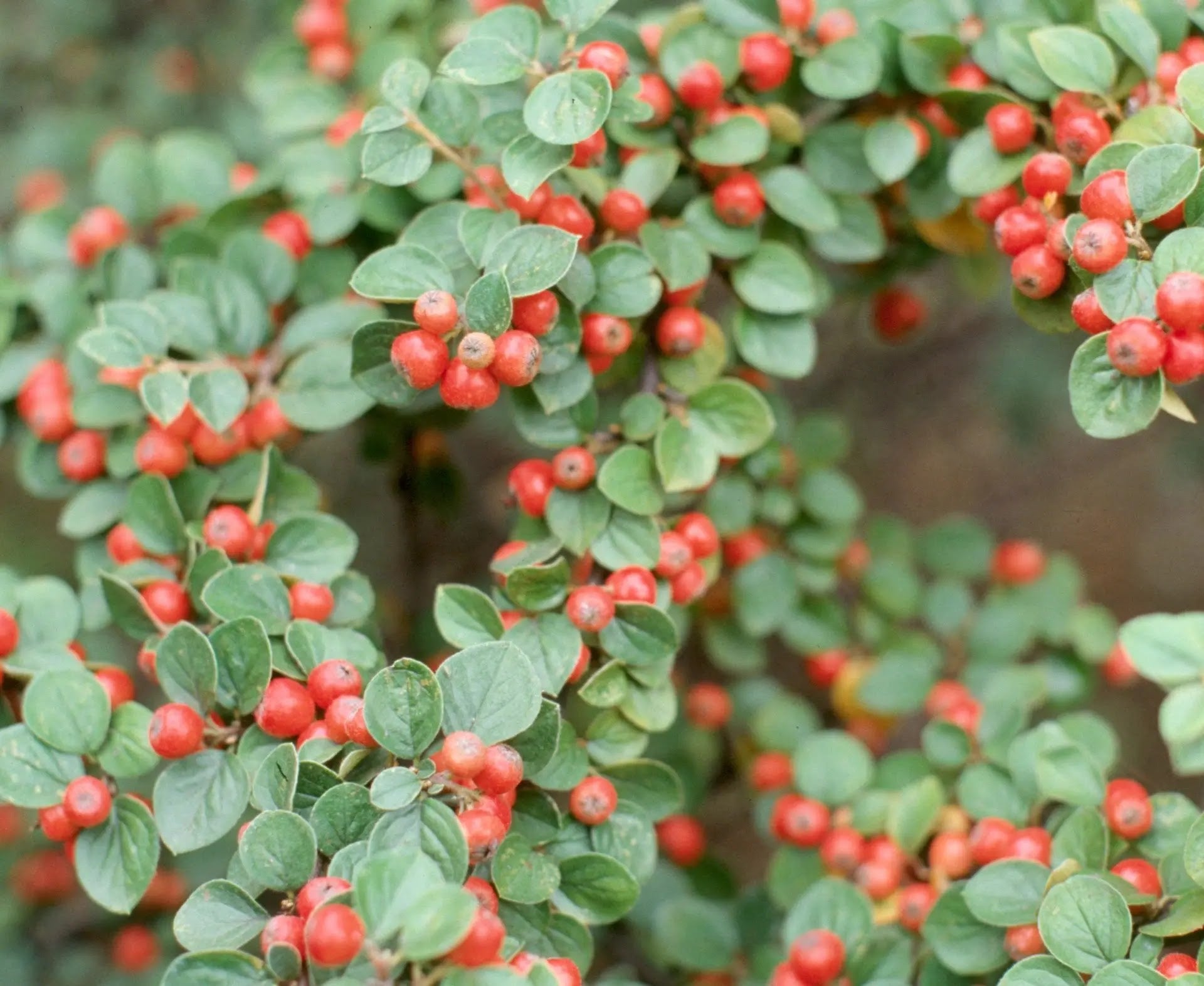 Cotoneaster dammeri Radicans che si estende come tappezzante verde con bacche rosse in giardino roccioso