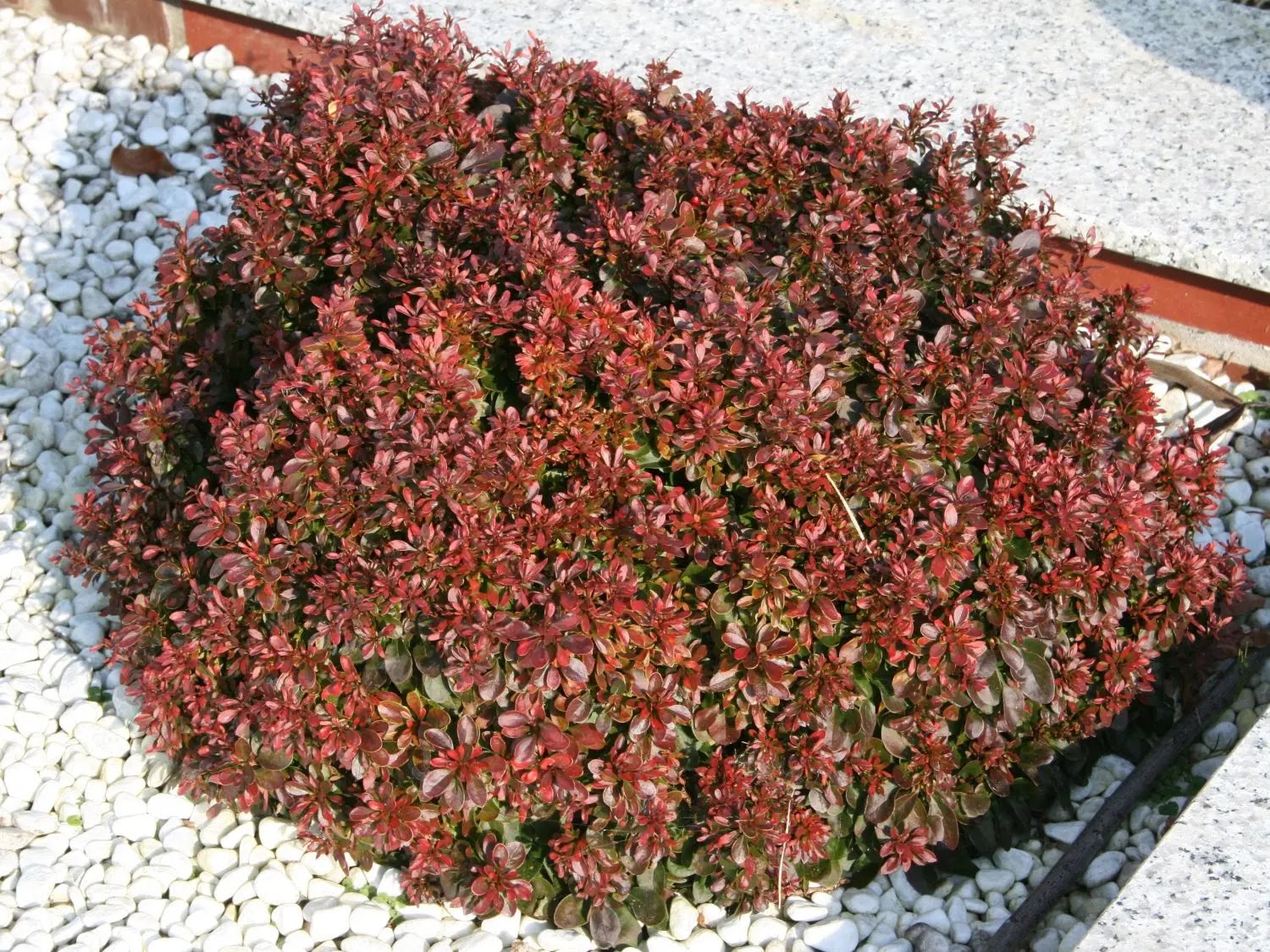 Foglie rosso porpora scuro di Berberis thunbergii Atropurpurea con piccoli fiori gialli