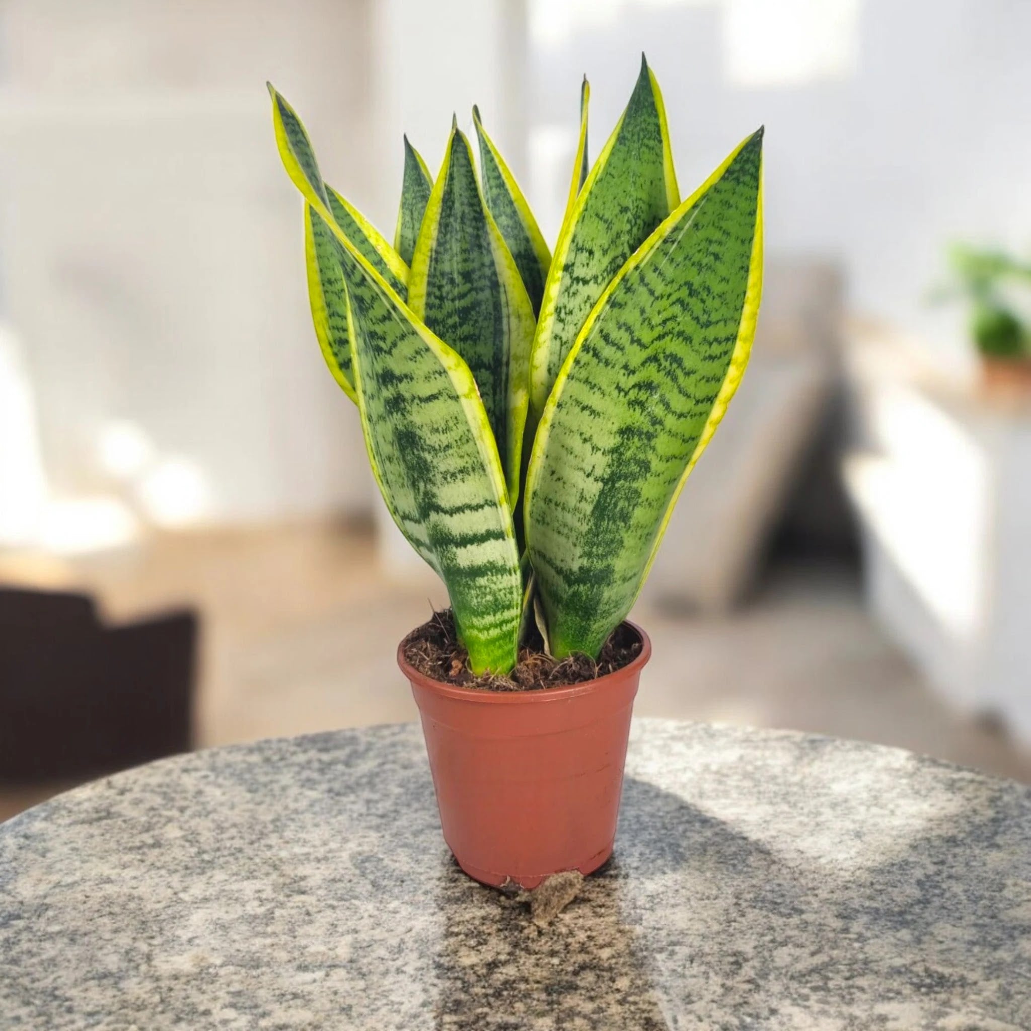 Sansevieria trifasciata 'Futura Superba'