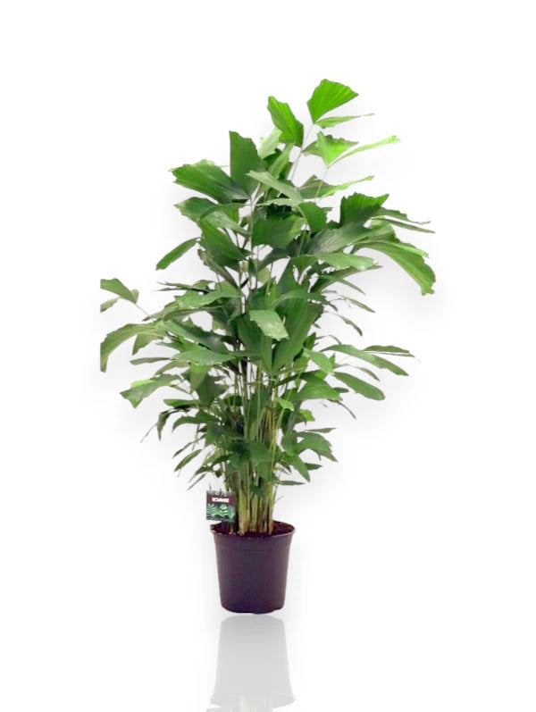 Caryota mitis palma coda di pesce in vaso da interno con foglie triangolari frastagliate