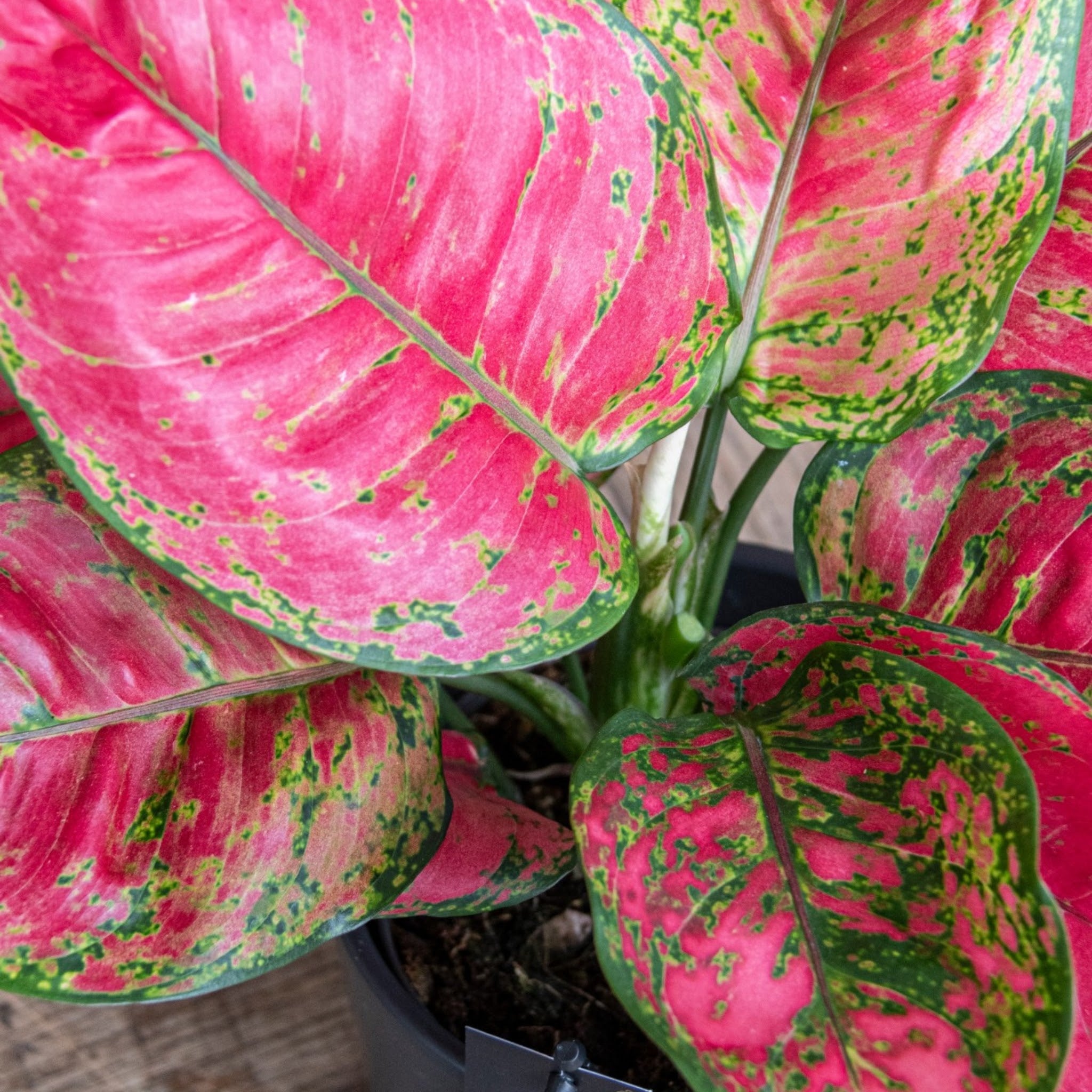 Aglaonema Red Joy in vaso, pianta da interno con foglie verdi striate di rosso