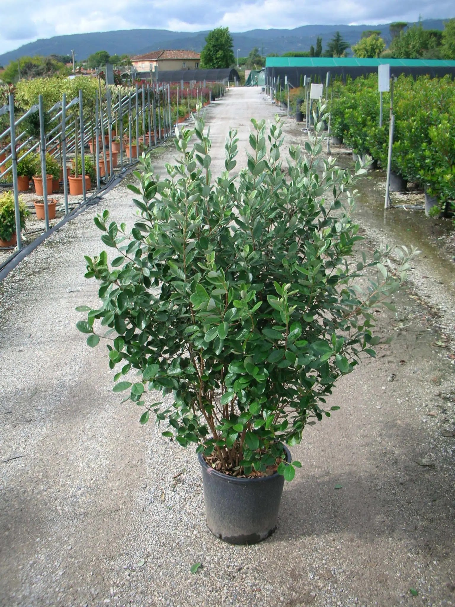 Feijoa sellowiana