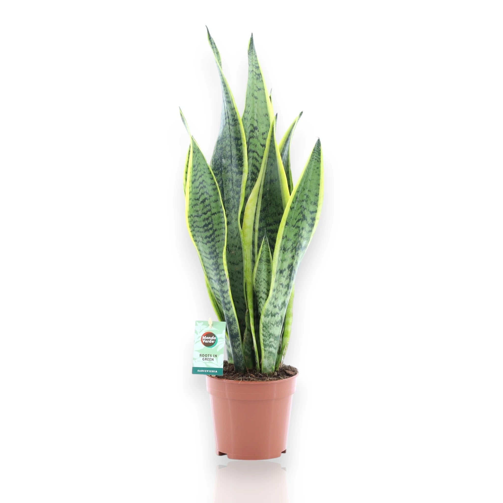 Sansevieria trifasciata Laurentii con foglie verdi bordi gialli in vaso moderno da appartamento