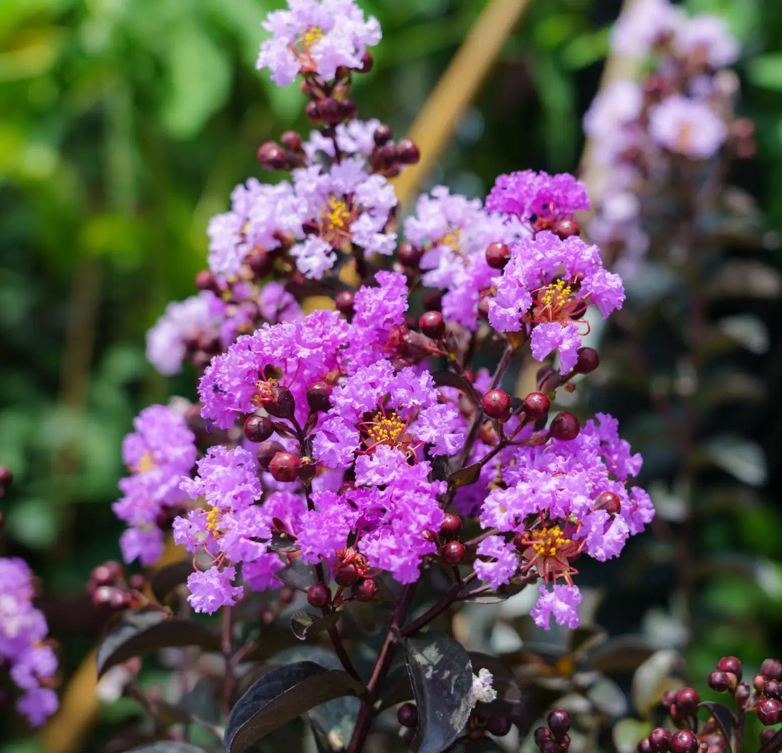 Lagerstroemia indica Black Solitaire Shell Pink con fiori rosa e fogliame rosso-viola in giardino