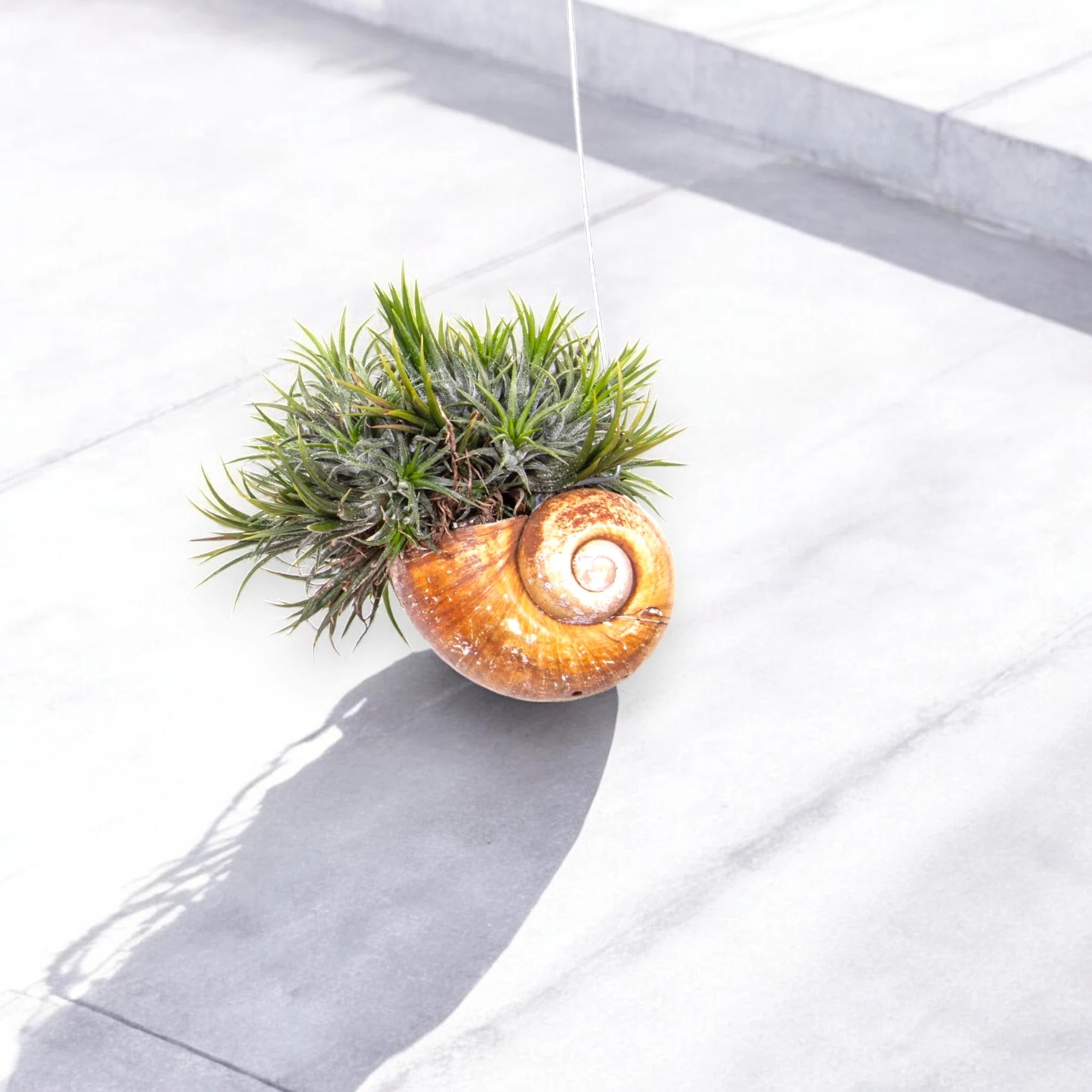 Tillandsia 'Shelly'