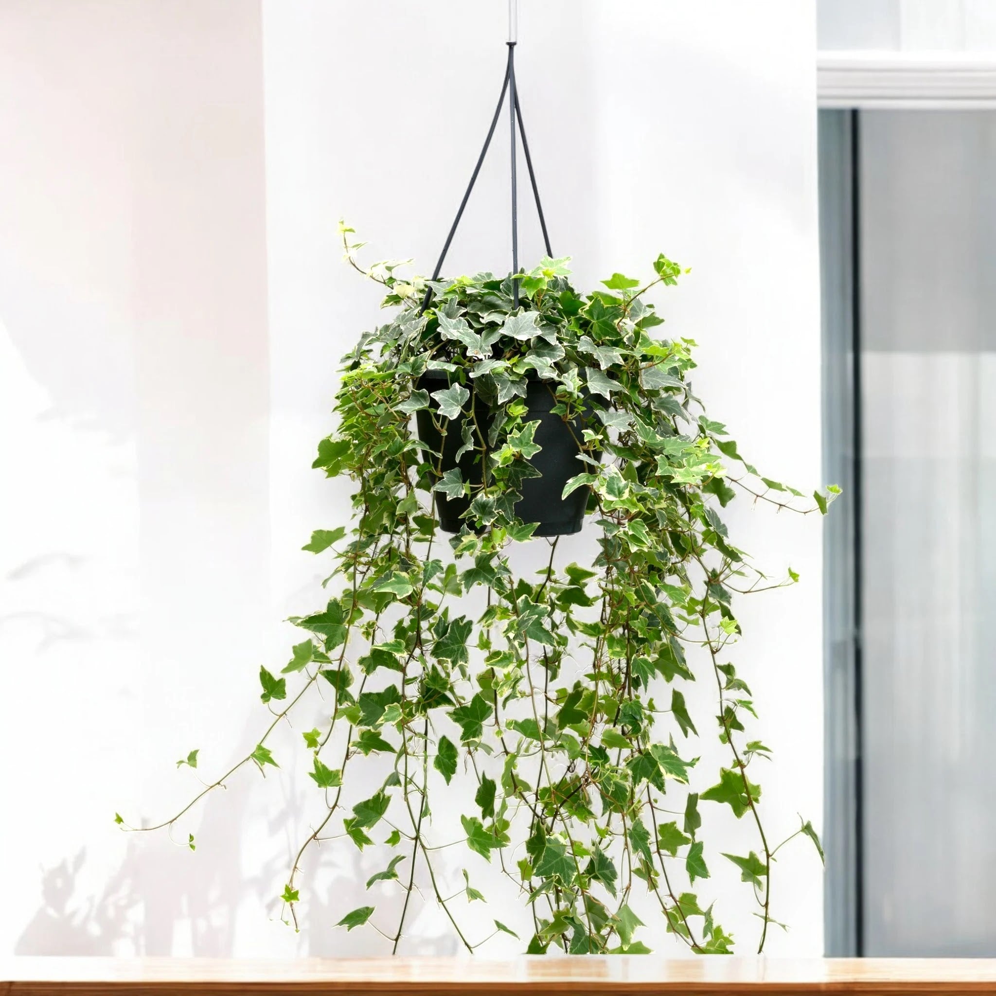 Edera - Hedera helix 'Eva'