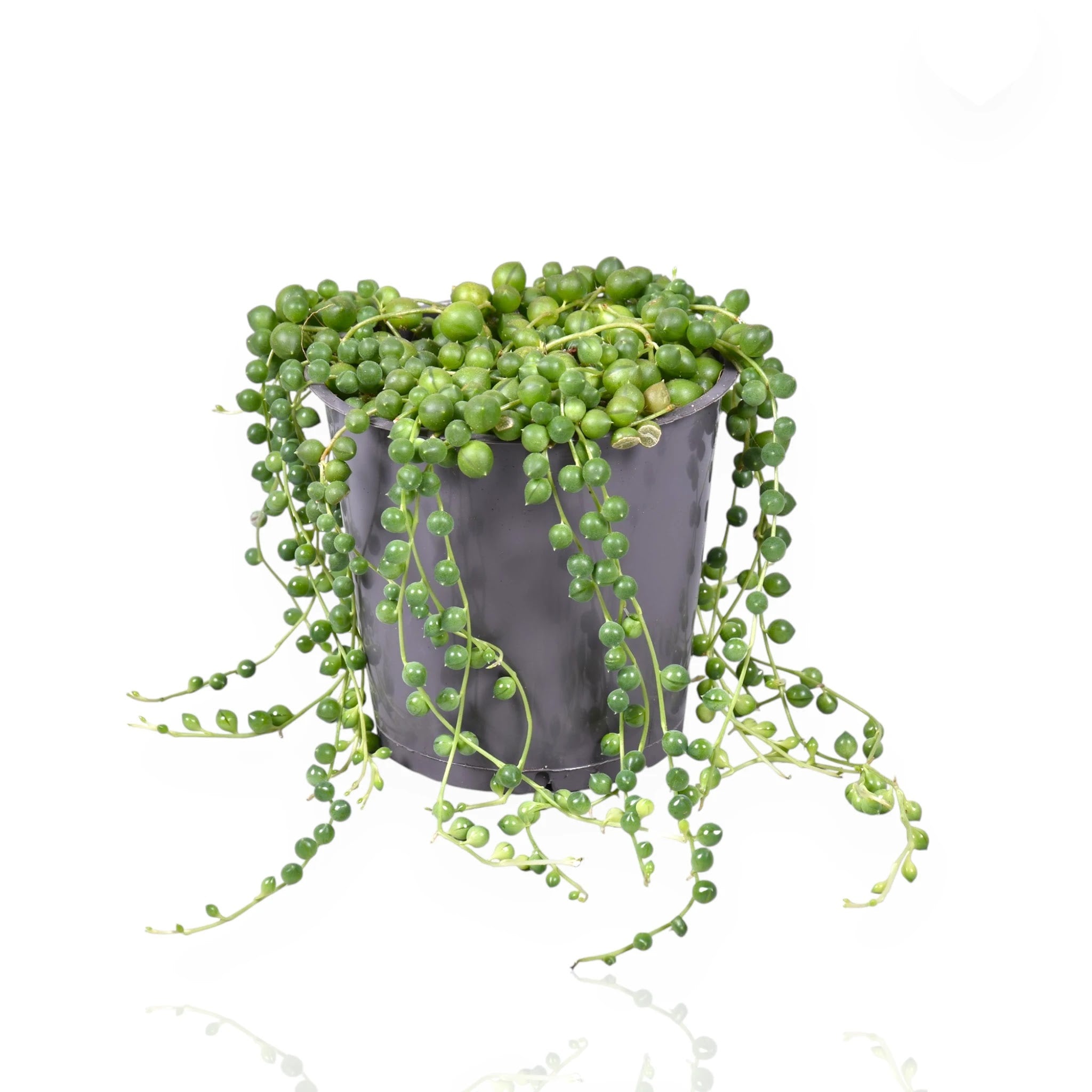 Senecio rowleyanus in vaso sospeso con tralci ricadenti pieni di foglie sferiche verdi