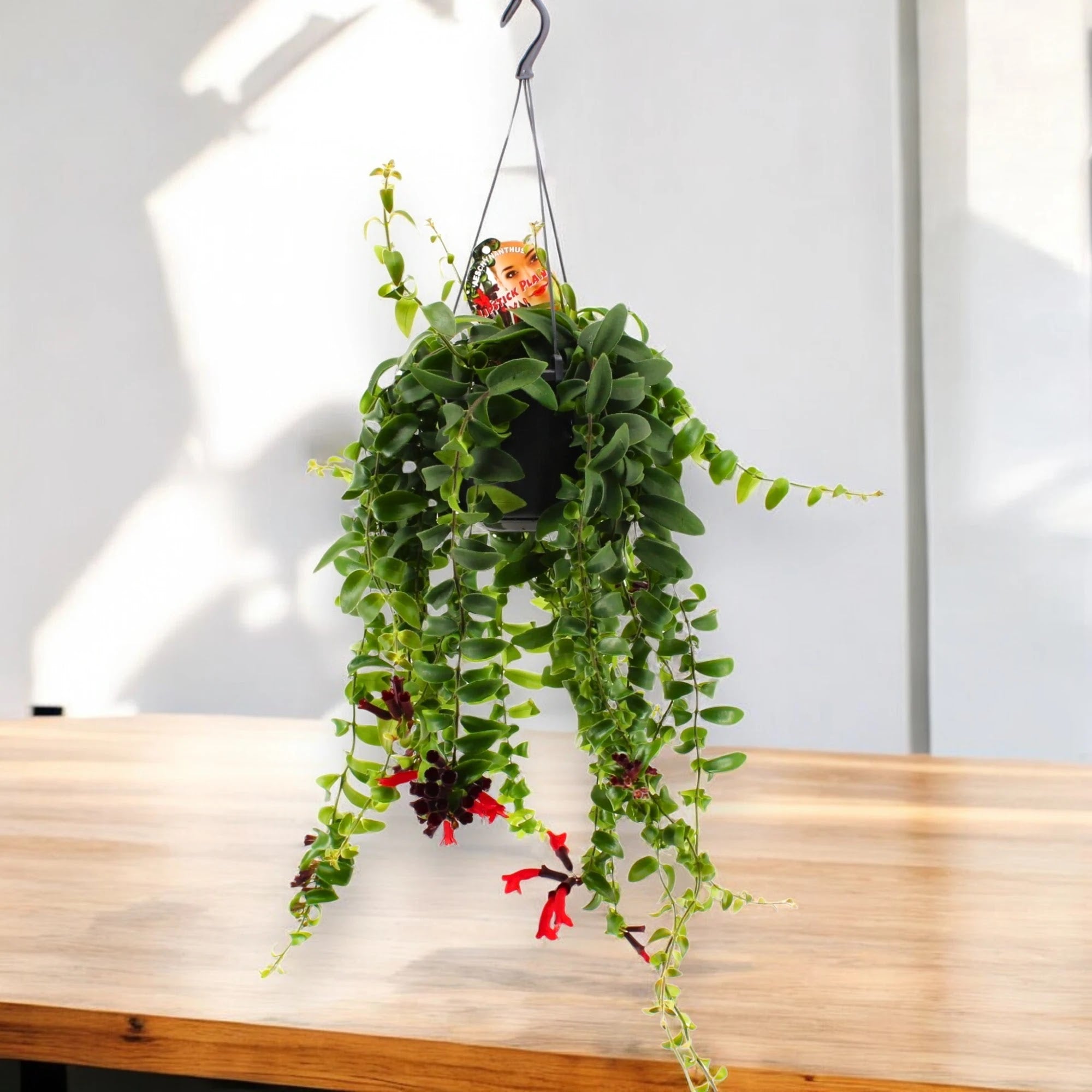 Dettaglio foglie carnose e arricciate di Aeschynanthus Rasta