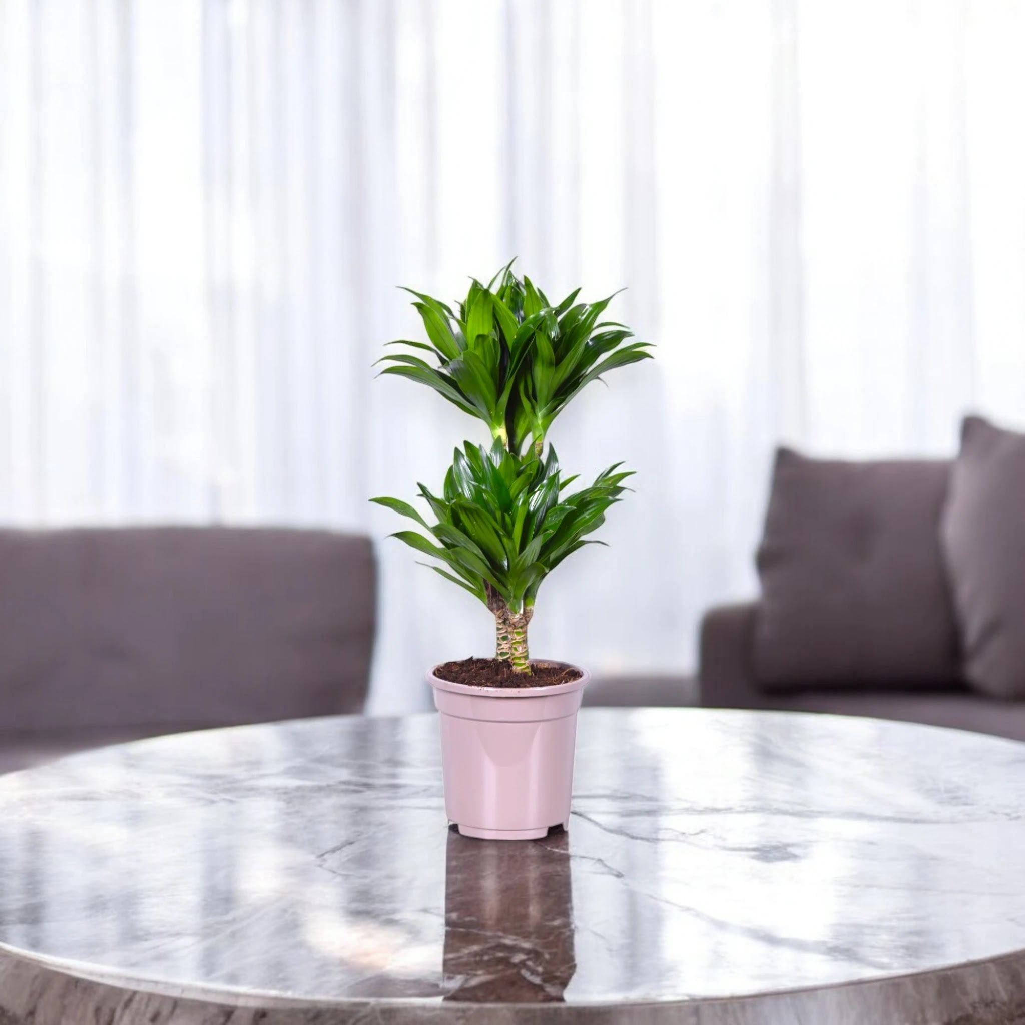 Dettaglio delle foglie lucide verde scuro della Dracaena Compacta disposte a spirale