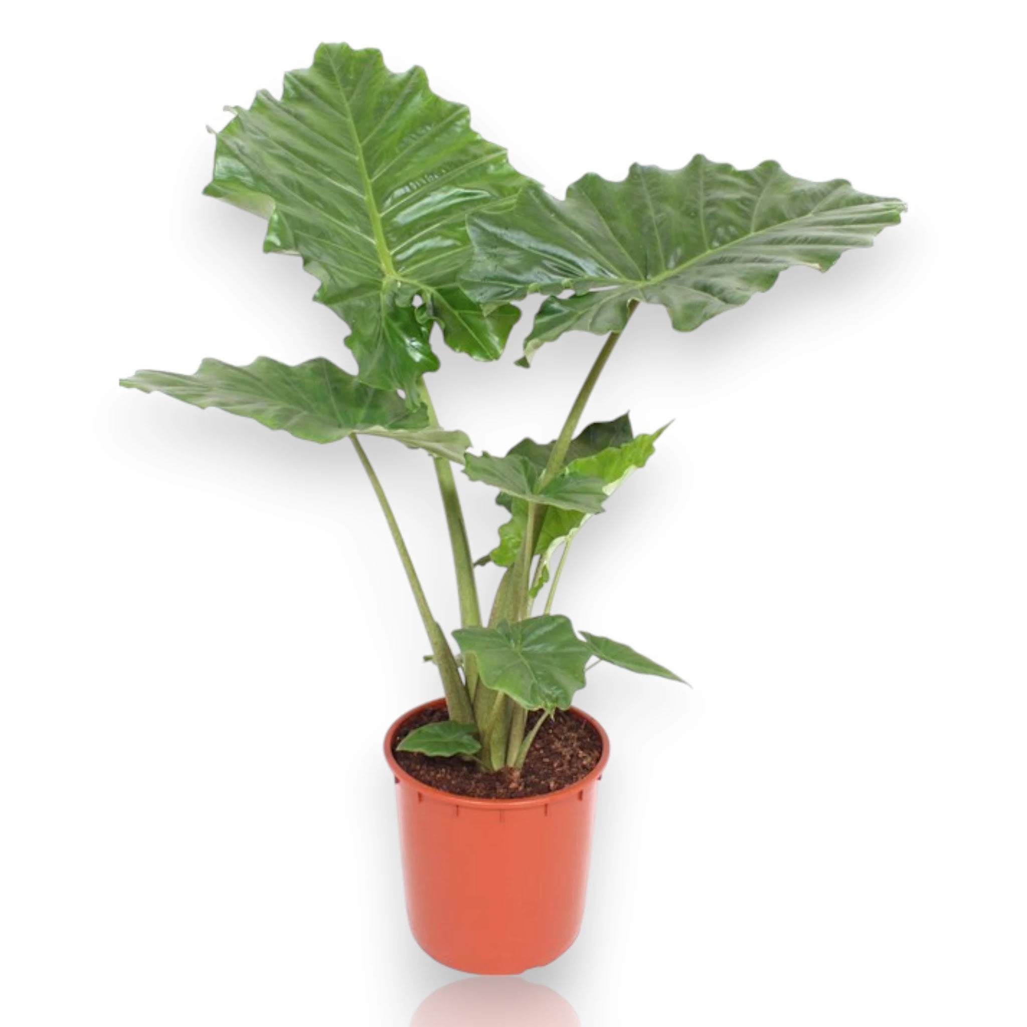 Dettaglio foglia gigante lucida Alocasia Portodora con nervature marcate e forma sagittata