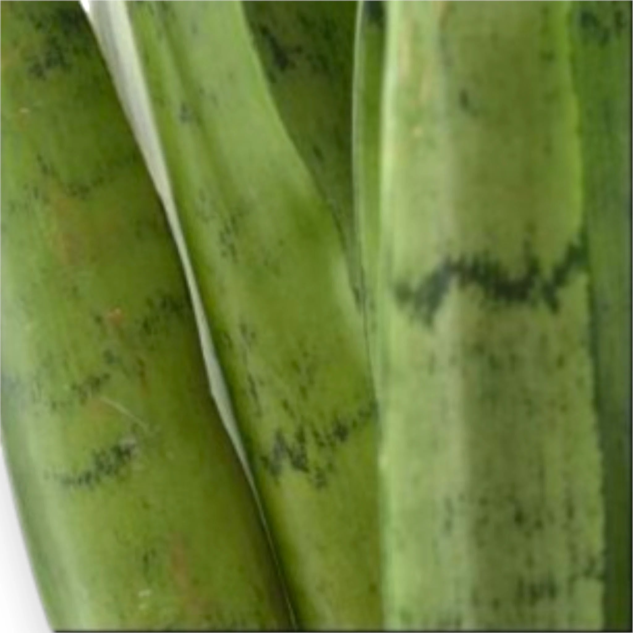 Sansevieria trifasciata Spearmint in vaso con foglie verde chiaro in ambiente moderno